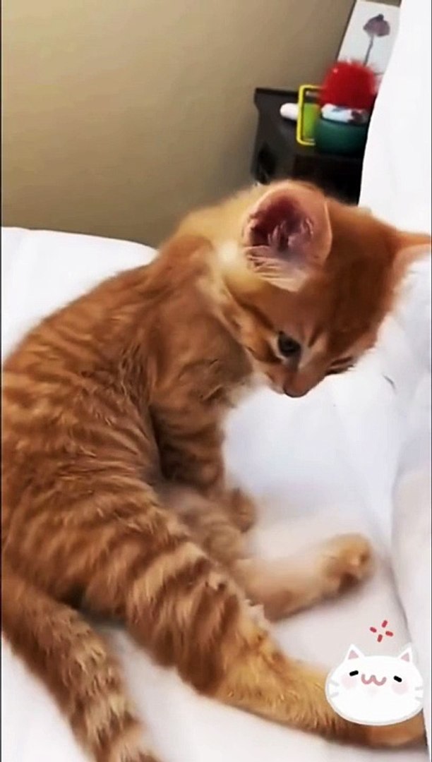 ⁣Pets