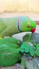 Parrots lovers