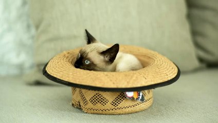 mixkit-siamese-cat-inside-a-hat-4103-hd-ready