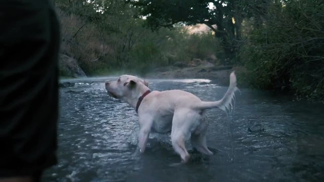 mixkit-dog-catches-a-ball-in-a-river-1494-hd-ready