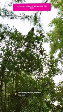 Cute parrot chirping upon the tree
