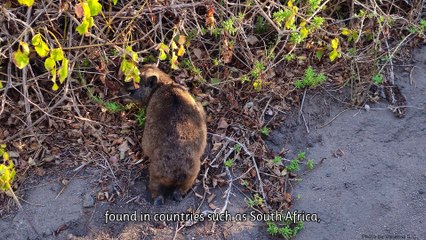 Rock Hyrax: STRONGER Than Stone, The Creature You NEED to Know!