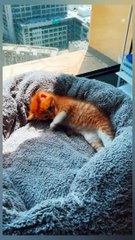 Mother cat and kitten playing together 
