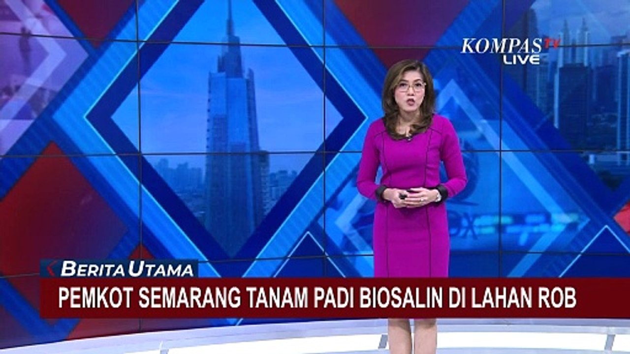 Wali Kota Semarang Hevearita Tanam Padi Biosalin di Lahan Rob