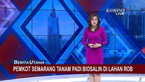 Wali Kota Semarang Hevearita Tanam Padi Biosalin di Lahan Rob