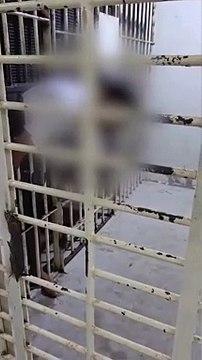 VÍDEO: Detento tenta fugir de delegacia e acaba entalado em cela; assista