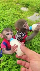 Monkey baby drinking milk