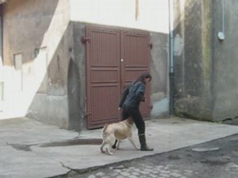 Chien de Cirque