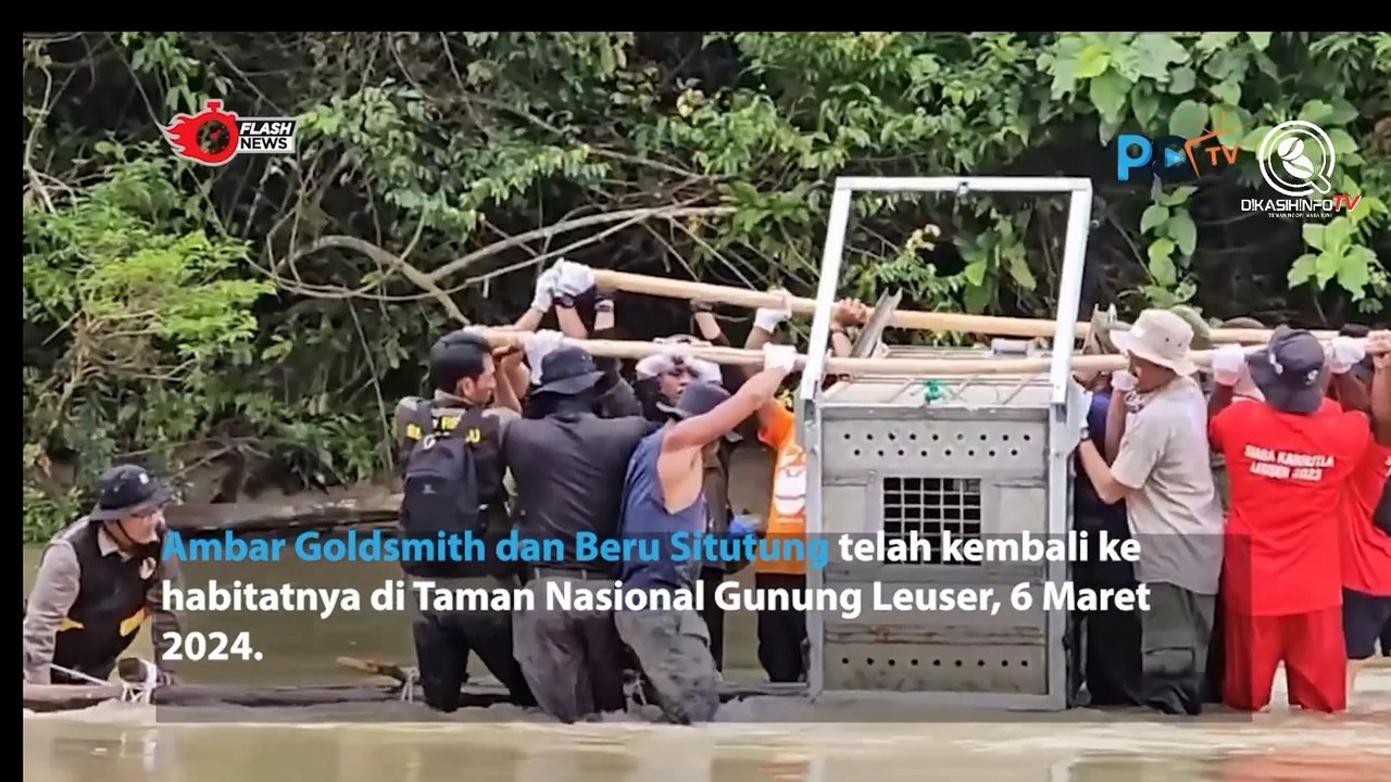 Pelepasliaran Harimau Sumatera Ambar Goldsmith dan Beru Situtung