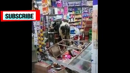 Eid Ul Adha Viral Moments  I Anari Pagal Qasai I Try Not To Laugh  15