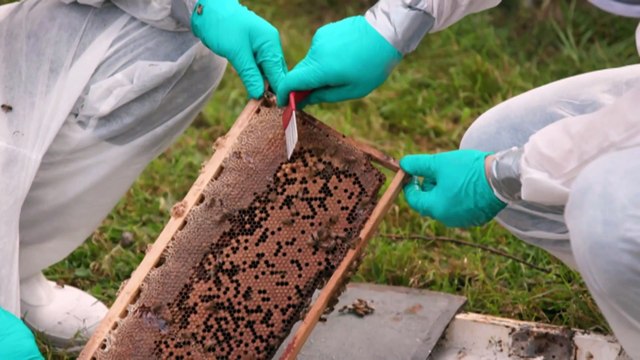 Varroa mites have infected honey bee hives across NSW. The fight is on to contain their spread to other states