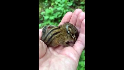 Cute Baby Animals Videos Compilation _ Funny and Cute Moment of the Animals
