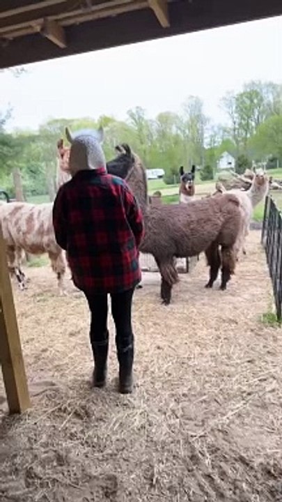 confuse Sheep