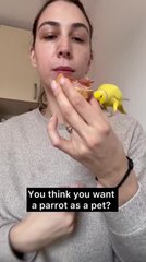 Mischievous Parrot Kica Disrupts Owner’s Peace 🦜