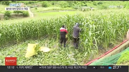"당도 높고 식감 쫀득"…괴산 대학 찰옥수수 첫 수확