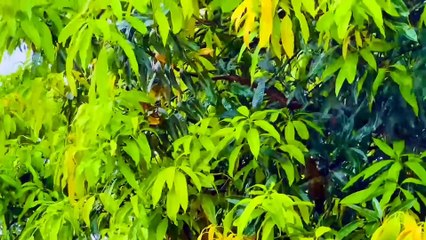 Éo le cuộc tình - Tác giả Thái Khang