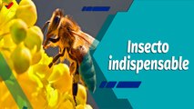 En la Mira | Las abejas son los insectos más importantes del planeta