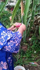 panen buah naga