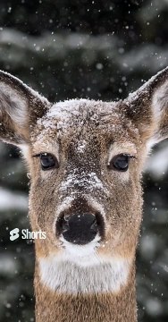 khawab me hiran (deer) dekhne ki tabeer