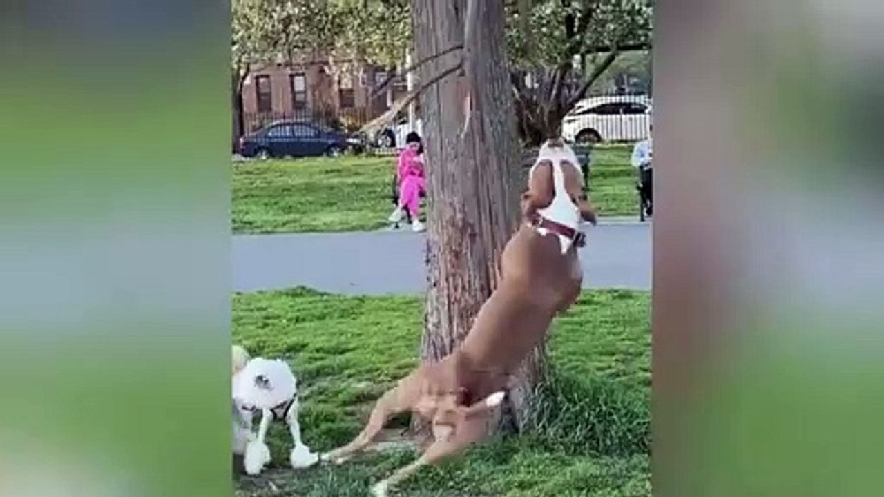 Animals fun