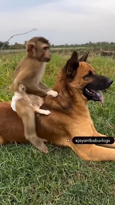 Animal_friendship❤️_#shorts_#viral_(720p)