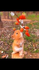 Bunny Clips _ Beautiful Pets _ Animals Video _ Bunny eating