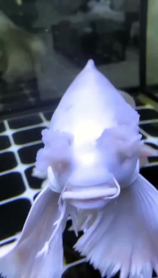 ⁣Beautiful Fish/Animal planet/Aquarium