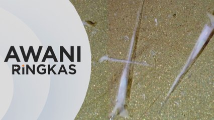 AWANI Ringkas: Amaran hidupan laut Gastropoda