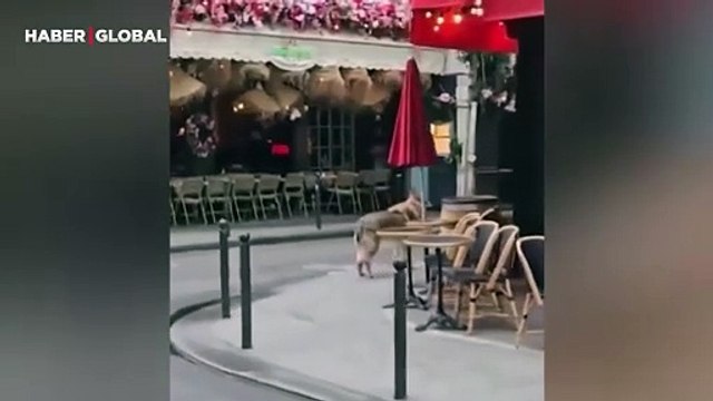 Avrupa sokaklarında yalnız dolaşan bir kurt görüldü, görüntüler sosyal medyada gündem oldu