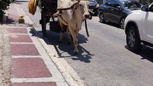 Strange Cow Cart in Town