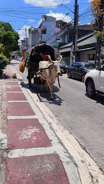 Strange Cow Cart in Town