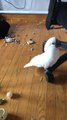 Cockatoo Creates Mess on Floor