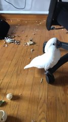 Playful Cockatoo Turns Office into a Toy Chaos Zone 🦜