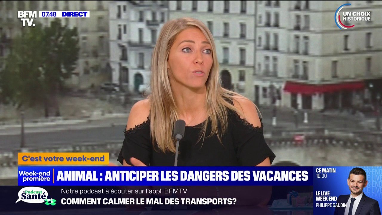 Détonations du 14 juillet, départs en vacances, tiques: quelles sont les bonnes pratiques pour nos animaux pendant l'été?