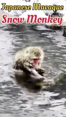 Japanese macaque or snow monkey in hindi