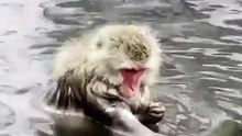 Japanese macaque or snow monkey in hindi