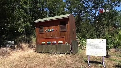 Bu çılgınlık: Binlerce arının üzerine yatıp şifa arıyorlar
