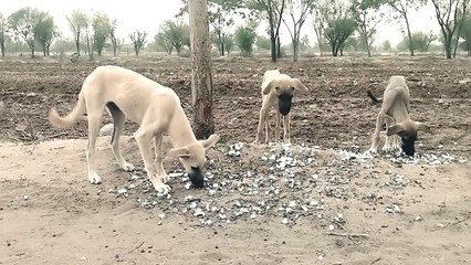 Dogs are playing with each other in happy  mood