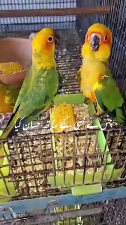 Birds 6.7.2024