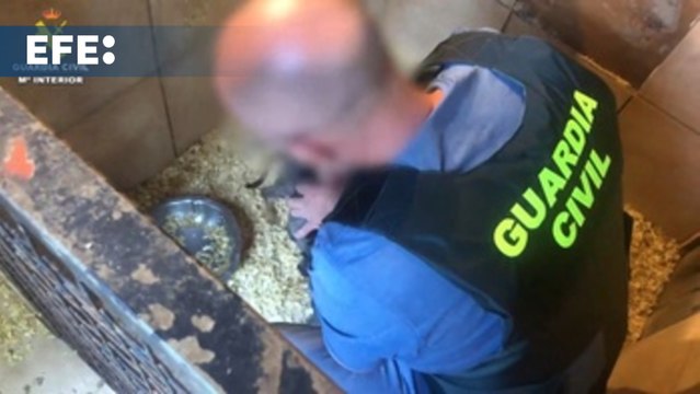Desmantelan un grupo dedicado a la venta ilegal de cachorros por toda España