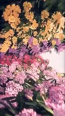 Whisper of the Heart: A Timeless Classic