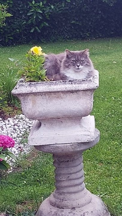 Beautiful cat in our home