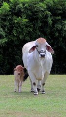 Cowbabie so much cute 