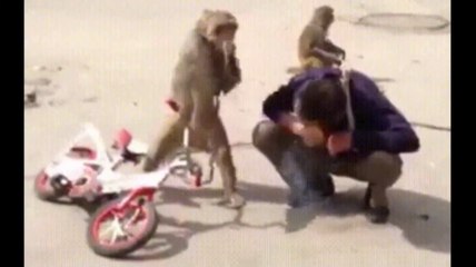 Cute Funniest Monkey, funny videos funny-comedy video pranks