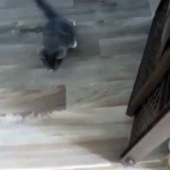 VideCute kitten #cat #lovecats #cats #catvideos #kittens #catlover #princesscat #kitteno - Tumblr_9
