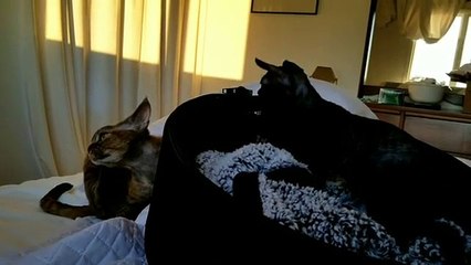 two cat  Small fight
