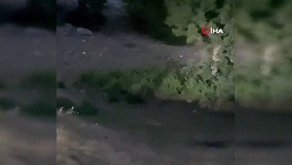 Ormanın hayaleti Eskişehir'de görüldü