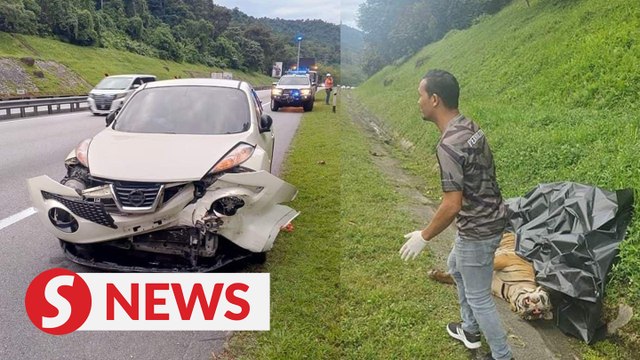 Malayan tiger killed by car on NSE