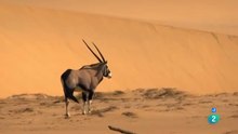 Los Leones del Desierto: Sobrevivencia en el Namib