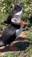 These puffins are SO CUTE - and they live in the UK!
